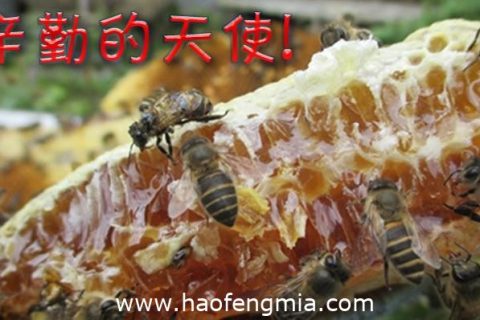 什么是蜂巢？蜂巢知识介绍